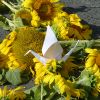 Gefalteter Kranich auf Peacezeichen aus Sonnenblumen in Ulm - © Hans-Peter Zagermann